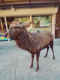 奈良｜奈良公園，小鹿陪你漫步的療癒時光！