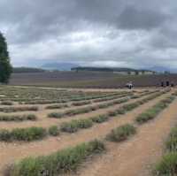 Bridestowe Lavender Farm