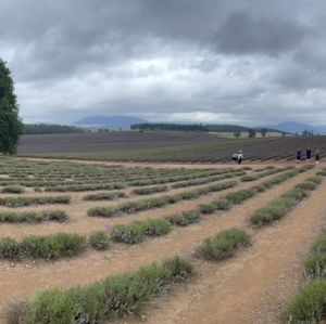 Bridestowe Lavender Farm