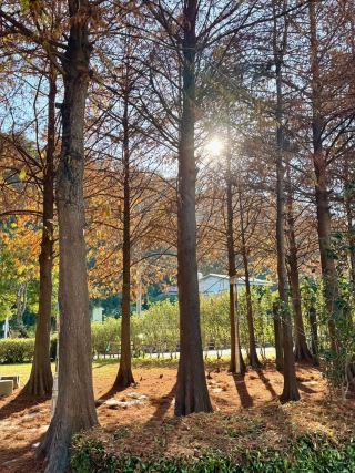石岡必逛落羽松