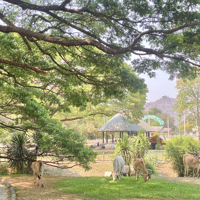 ต้นจามจุรียักษ์ กาญจนบุรี
