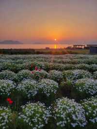 【瀬戸内海を一望する春限定の海辺の花畑】