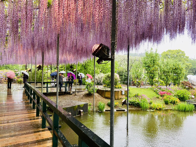 🇯🇵 東京近郊紫藤花💜