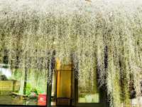 ดอยตุง คาเฟ่