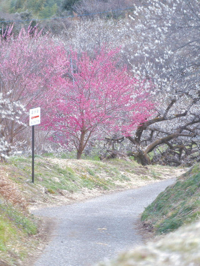 【群馬】3万5千本の梅の花が咲き誇る絶景😍秋間梅林で春の訪れを感じよう🌸