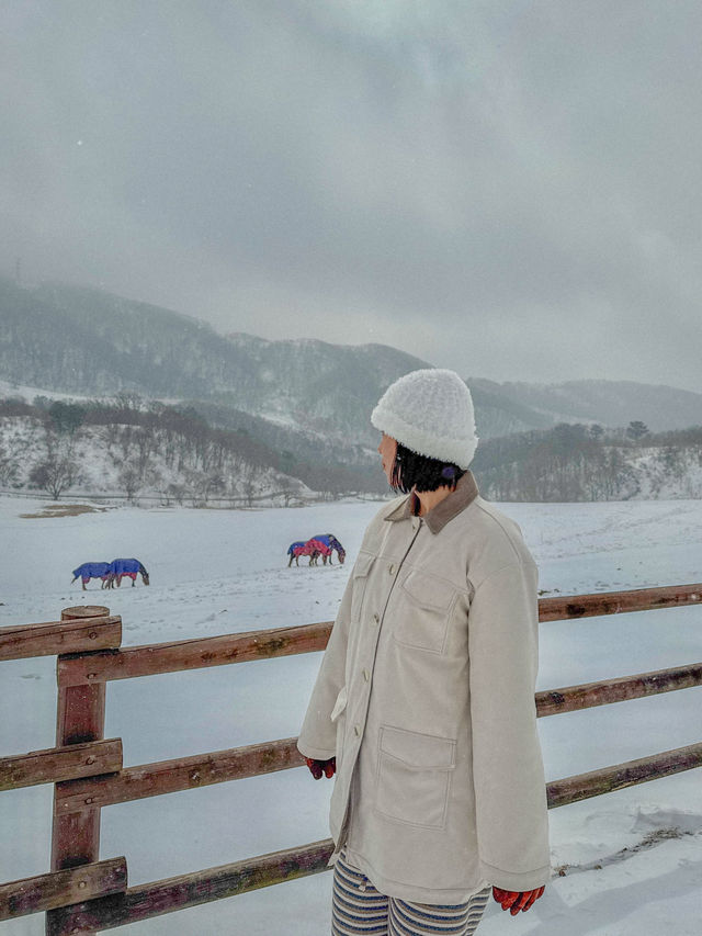 ☃️겨울 분위기 끝판왕 대관령 하늘목장🇰🇷