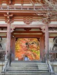 【京都府】桜の名所で紅葉を愉しむ