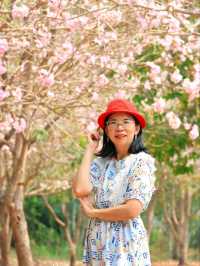 ชมดอกชมพูพันธุ์ทิพย์ ม. เกษตร กำแพงแสน นครปฐม