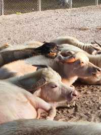 東莞香市動物園打卡攻略