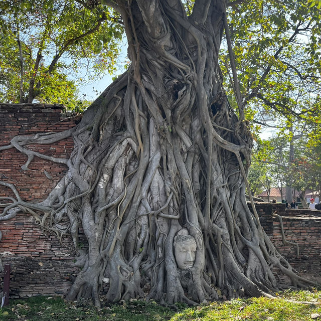 タイ旅行🇹🇭アユタヤ遺跡と像乗り体験