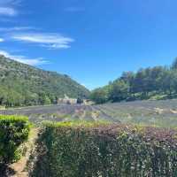 แนะนำจุดชมทุ่งลาเวนเดอร์ ใน Provence ฝรั่งเศส