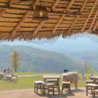 อาข่า ฟาร์มวิลล์ (Akha FarmVille) 🐑🌳🍃 