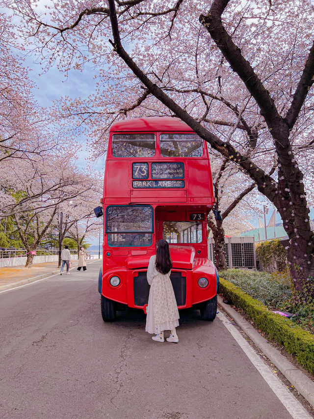 대구 벚꽃 명소 추천🌸
