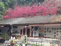 橘祥合院《古典三合院 櫻花盛開滿山紅》