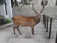 Meet Nara’s Friendly Deer at Nara Park