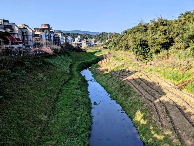東湖康樂公園，搭捷運輕鬆賞櫻趣！