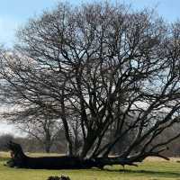 Richmond Park (London)