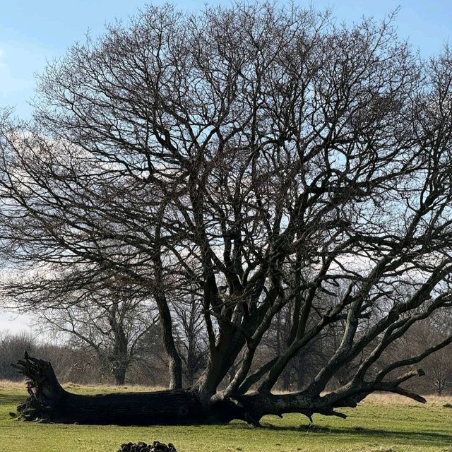 Richmond Park (London)