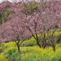 桑田山の雪割桜