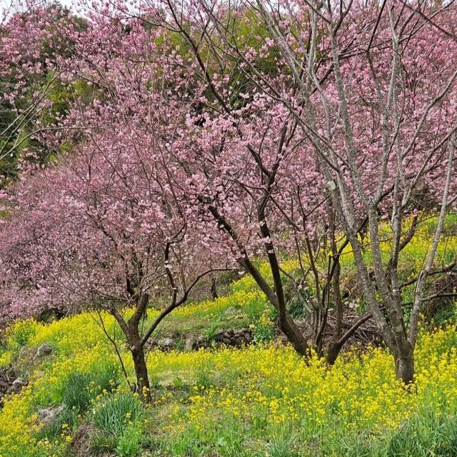 桑田山の雪割桜