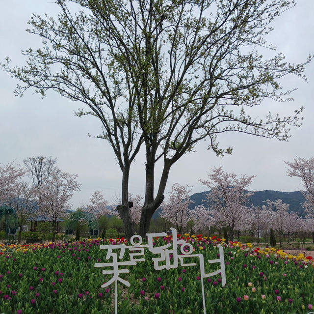  "거창 창포원, 마음을 치유하는 자연의 선물"