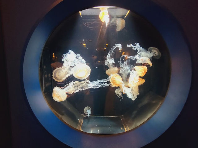 ジンベイザメも見れる🤍【いおワールドかごしま水族館】