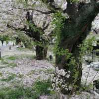 ～扇町公園～櫻花時光～