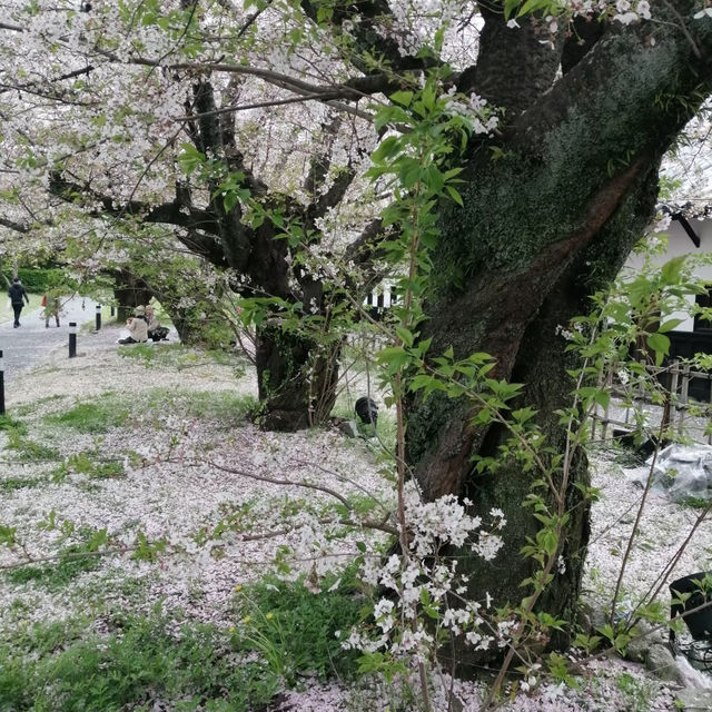 ～扇町公園～櫻花時光～