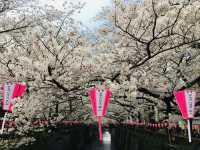 ซากุระริมแม่น้ำเมกุโระ ความสวยที่ต้องมาสัมผัสส