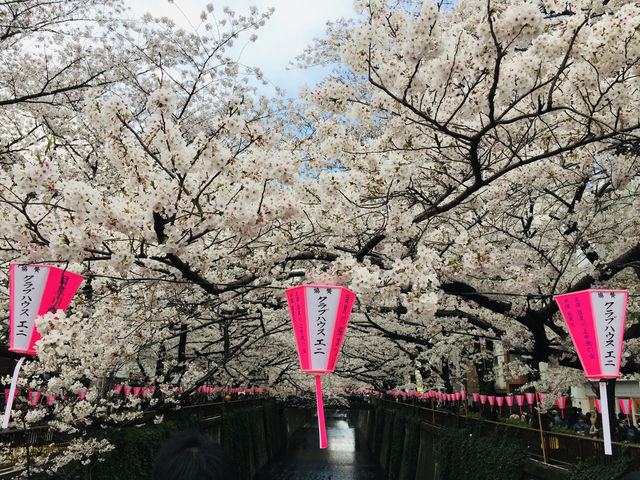 ซากุระริมแม่น้ำเมกุโระ ความสวยที่ต้องมาสัมผัสส