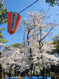 ซากุระบานสะพรั่งที่สวนอุเอโนะ งดงามจนต้องหยุดมอง