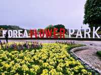 The Taean Tulip Festival in Anmyeondo, South Korea