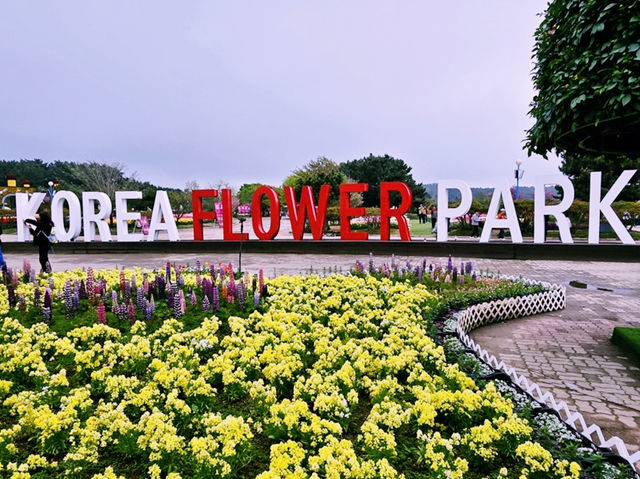 The Taean Tulip Festival in Anmyeondo, South Korea