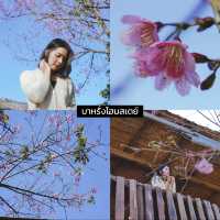 🌿 10 โฮมสเตย์น่าพักเชียงใหม่