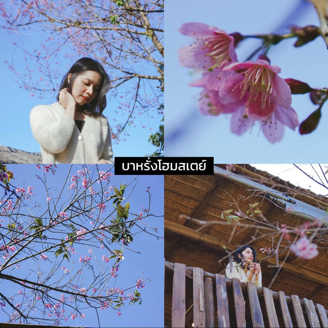 🌿 10 โฮมสเตย์น่าพักเชียงใหม่