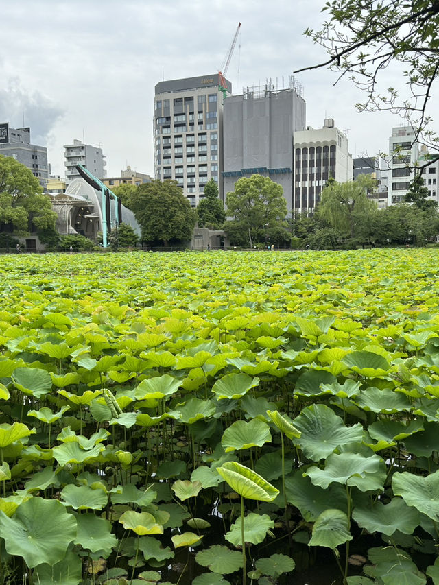 上野公園和不忍池一日游：紅葉下的東京秘境🍂✨