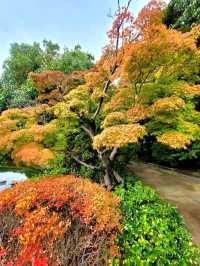 如果你熱愛日式庭園造景，相信我白鳥庭園🎋你會喜歡👍👍👍