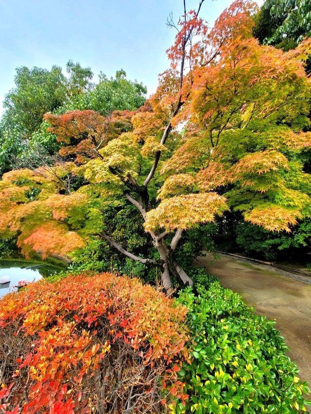 如果你熱愛日式庭園造景，相信我白鳥庭園🎋你會喜歡👍👍👍