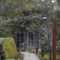 金面山親山步道～迷人綠野