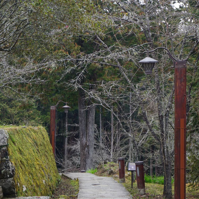 金面山親山步道～迷人綠野