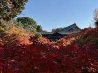 Tofuku-ji อีกวัดดูใบไม้แดงที่ไม่ควรพลาดที่ kyoto