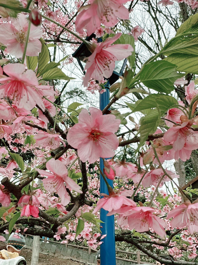 🌸Sakura Season Magic🌸: Where to See Japan’s Most Stunning Blooms