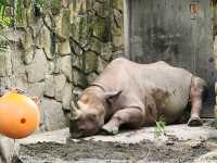 家族で楽しむ都心のリフレッシュポイント – 上野動物園で癒しのひととき