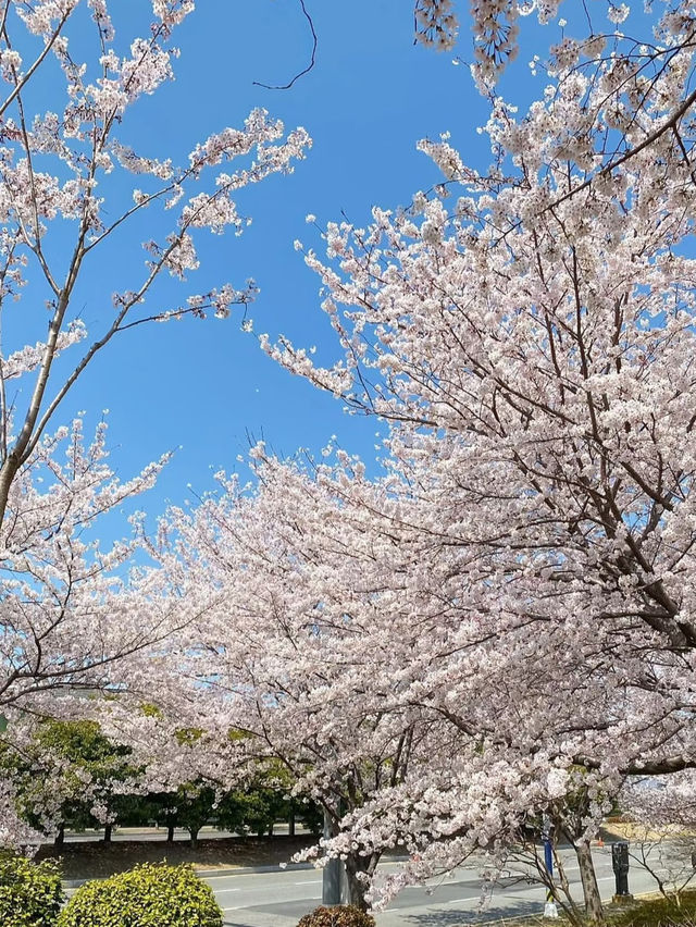 釜山櫻花盛宴：春日粉色浪漫之旅 🌸✨