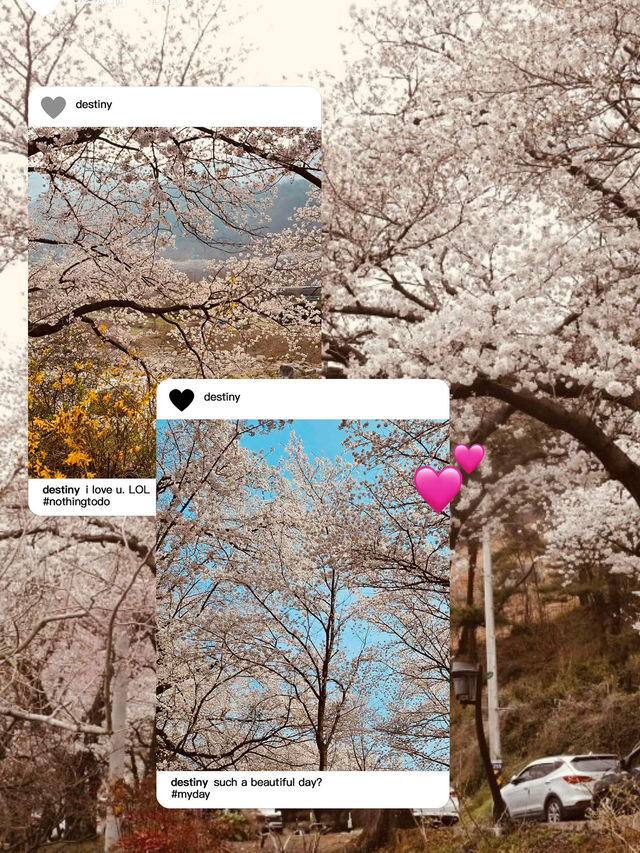Spring Festivals and Cherry Blossom Delights 🎉🌸
