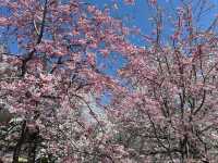 Chasing Sakura at Oshino Hakkai Village