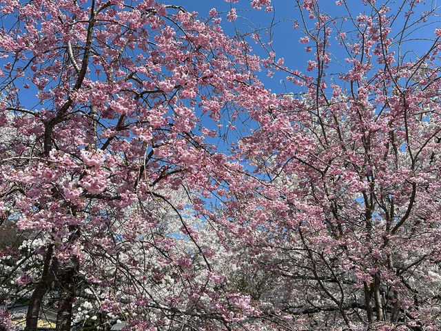 Chasing Sakura at Oshino Hakkai Village