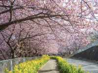 Chasing Sakura at Miurakaigan