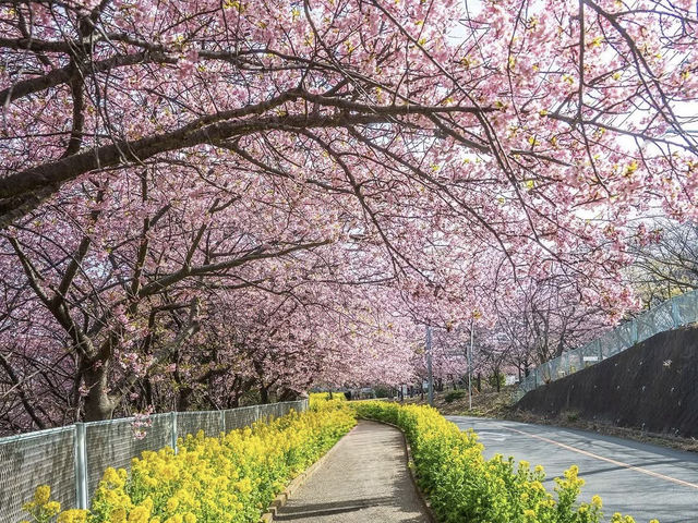 Chasing Sakura at Miurakaigan