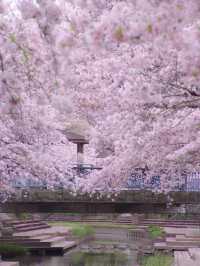 Chasing Sakura at Motoara River